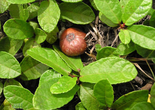 Toàn cây được dùng làm thuốc chữa suy dinh dưỡng, viêm thận, phù thũng, viêm họng, viêm amidan, tiêu chảy do ăn không tiêu, giá trị nhất là quả.