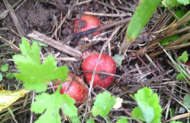 Ăn thường xuyên có thể thông kinh lạc, thanh nhiệt và chống ẩm ướt, thúc đẩy tiêu hóa, rất hữu ích cho chứng đau lưng và đầu gối, suy dinh dưỡng ở trẻ nhỏ. Vì vậy, nó là một loại trái cây tự nhiên nuôi dưỡng và bảo vệ sức khỏe.