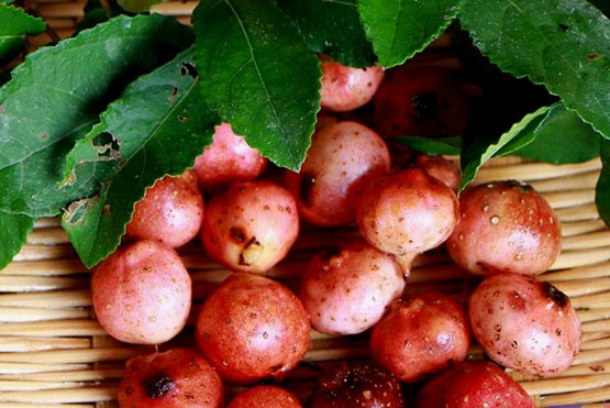 Loại dây leo mọc mảnh và nhiều rễ phụ, có thể leo cao hàng chục mét, chịu được khô hạn, úng ngập, thường mọc thành từng đám, từng bụi, ở các vùng đồi núi có độ cao thấp, ven đường mương, ven đồi, rừng trũng.