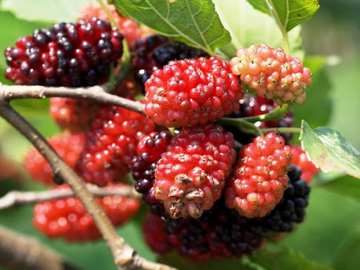 Vì có nhiều tác dụng như vậy, hôm nay giới thiệu với bạn đọc 3 phương pháp chế biến dâu tằm dễ dàng thực hiện, mọi người có thể thử xem phương pháp nào hợp với mình nhất.