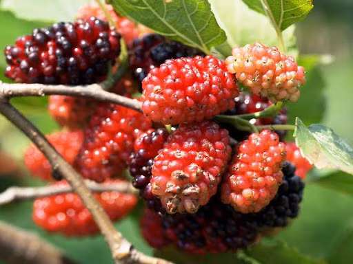 Vì có nhiều tác dụng như vậy, hôm nay giới thiệu với bạn đọc 3 phương pháp chế biến dâu tằm dễ dàng thực hiện, mọi người có thể thử xem phương pháp nào hợp với mình nhất.