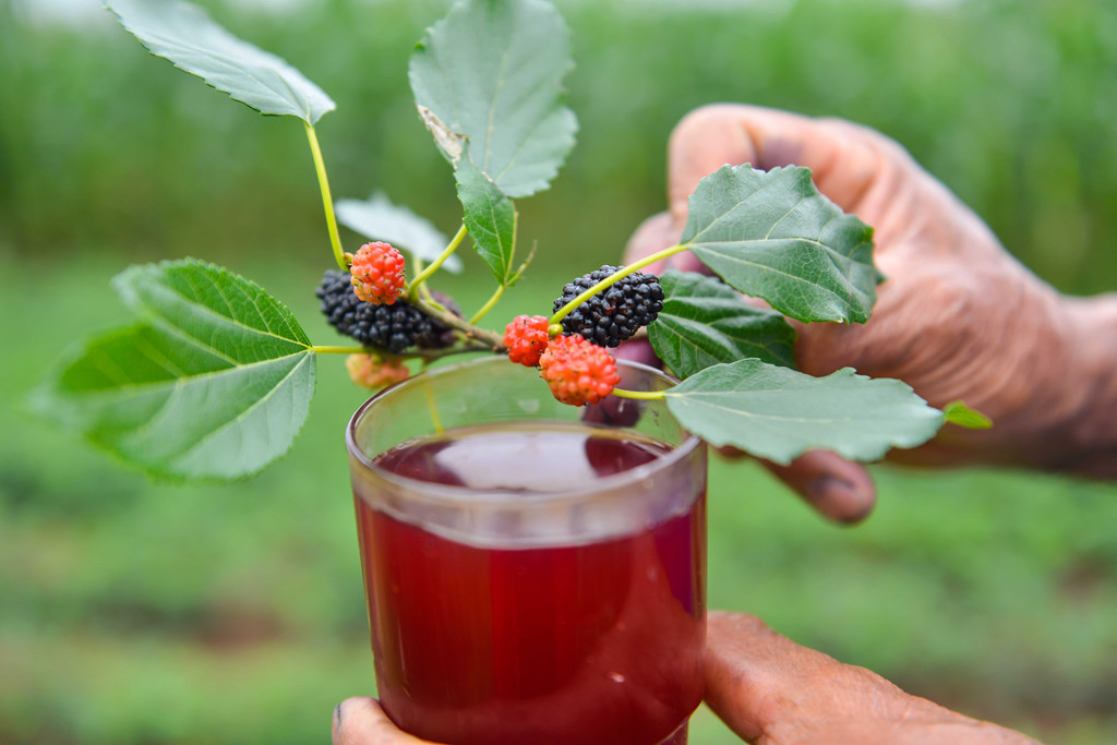 Mỗi ngày uống 1 ly trước khi đi ngủ sẽ cải thiện được chứng mất ngủ trước đây, cơ thể ngày càng tốt hơn, khí huyết đầy đủ, tinh thần thay đổi.