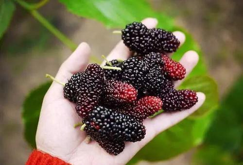 Theo y học cổ truyền, dâu tằm có vị ngọt và tính lạnh, có tác dụng dưỡng huyết, thông ngũ tạng, giảm suy nhược thần kinh, giúp ngủ ngon, hạ huyết áp và làm dịu cơn khát, hạ lipid máu, chống xơ cứng động mạch, có tác dụng bồi bổ khí huyết, phong thấp, giảm đau nhức xương khớp rất tốt.