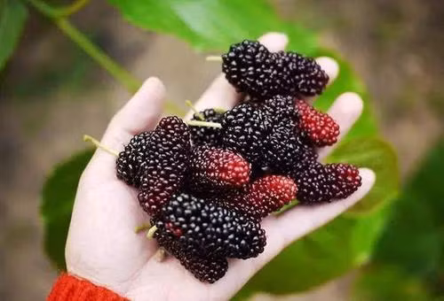 Theo y học cổ truyền, dâu tằm có vị ngọt và tính lạnh, có tác dụng dưỡng huyết, thông ngũ tạng, giảm suy nhược thần kinh, giúp ngủ ngon, hạ huyết áp và làm dịu cơn khát, hạ lipid máu, chống xơ cứng động mạch, có tác dụng bồi bổ khí huyết, phong thấp, giảm đau nhức xương khớp rất tốt.