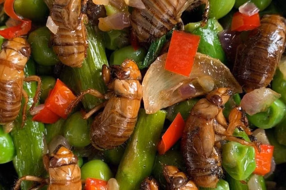 Mới đầu còn ngại ngần nhưng sau khi được thưởng thức độ ngon của ve sầu, người Mỹ bắt đầu học cách tự chế biến ra nhiều món ăn từ ve sầu khác nhau.