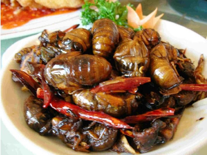 Đó là vì ve sầu là họ hàng gần của tôm hùm và tôm.