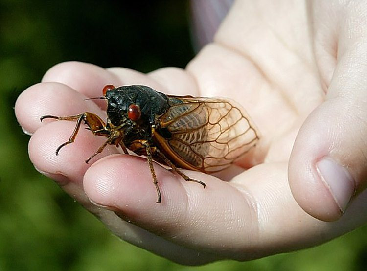 Nhận thấy cơ hội tốt, những người châu Á ở Mỹ bắt đầu quảng bá nhiều món ăn từ ve sầu, từ chiên, nướng truyền thống đến pizza, xào thập cẩm, nấu sốt..
