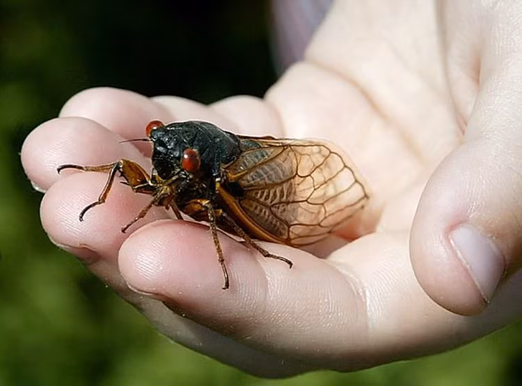 Nhận thấy cơ hội tốt, những người châu Á ở Mỹ bắt đầu quảng bá nhiều món ăn từ ve sầu, từ chiên, nướng truyền thống đến pizza, xào thập cẩm, nấu sốt..