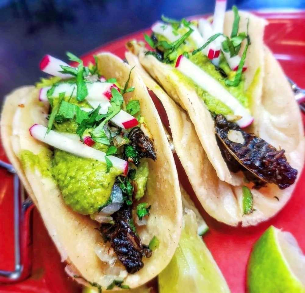 Trong ảnh là món bánh tortilla truyền thống của Mexico với ve sầu chiên. Những người đã thưởng thức đều cho rằng nó ngon hơn bánh thông thường. Nguyên nhân chính là vì ve sầu chiên rất giòn và hàm lượng protein cao nên có hương vị thơm ngon.