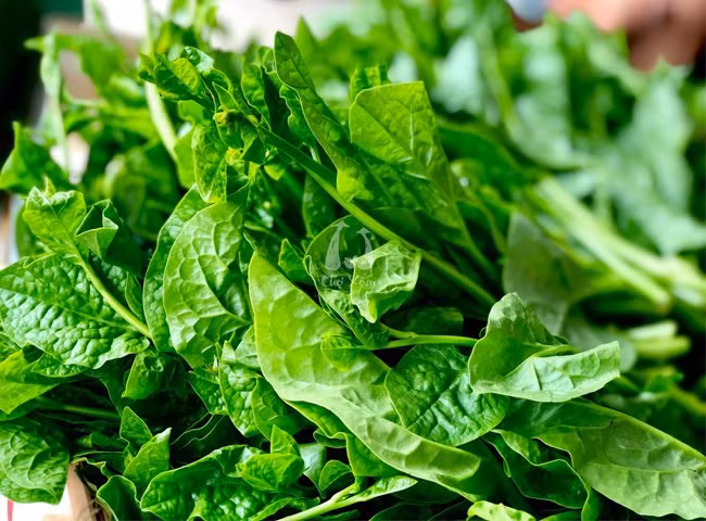 Theo chuyên gia dinh dưỡng, không nên ăn quá nhiều rau mùng tơi. Việc lạm dụng loại rau này sẽ khiến cơ thể hấp thụ kém vì mùng tơi chứa lượng axit oxalic cao. Đây là một loại chất hóa học có khả năng liên kết với canxi, sắt, khiến cơ thể khó hấp thụ các chất dinh dưỡng quan trọng khác.