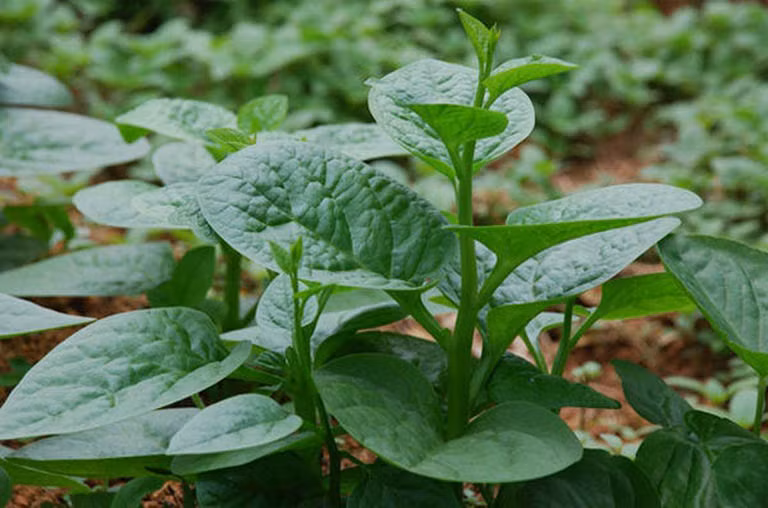Trong Đông y, rau mùng tơi có tính hàn, nấu lên có vị mềm, ngọt, có nhiều chất dinh dưỡng, chỉ cần một lượng nhỏ cũng có thể cung cấp 190% lượng vitamin A, 20% lượng sắt mà cơ thể cần.