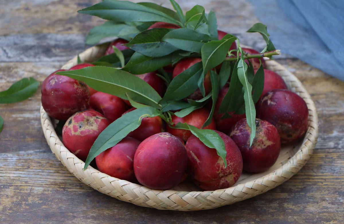 Đào lòng vàng đang vào mùa, đặc biệt tốt cho chị em, công thức này vừa giải khát vừa bổ dưỡng, không cần thêm chút phụ gia nào, mọi người đừng bỏ qua. Nguyên liệu gồm có: 500 gram đào, 20 gram đường phèn, 500ml nước.