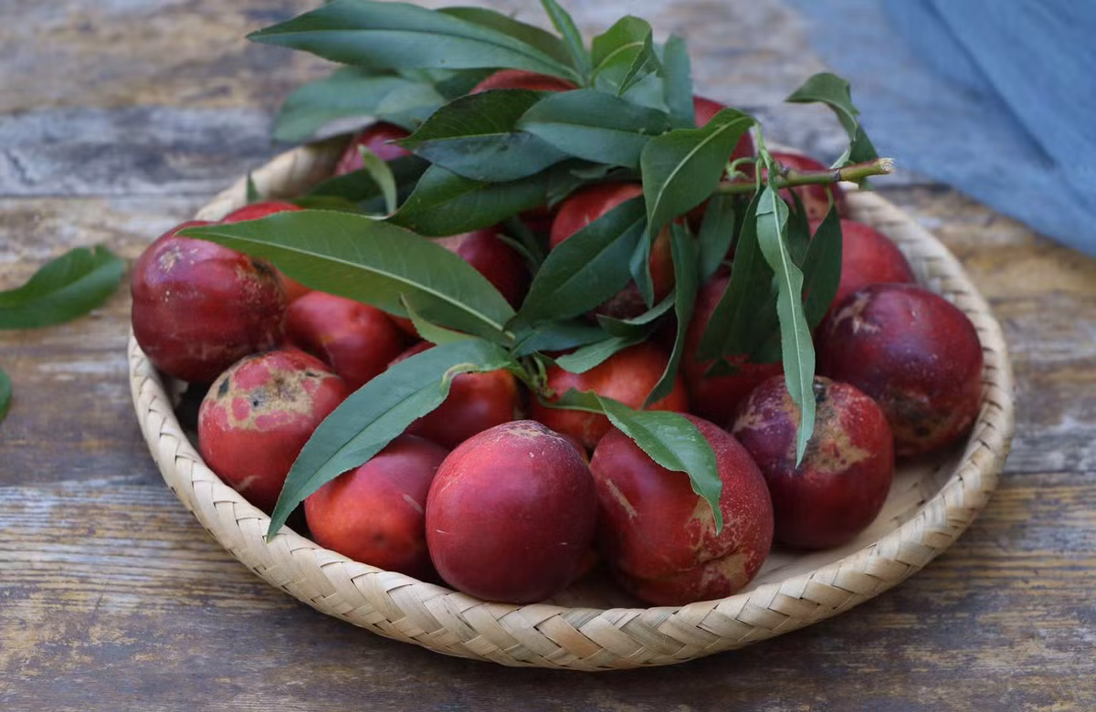 Đào lòng vàng đang vào mùa, đặc biệt tốt cho chị em, công thức này vừa giải khát vừa bổ dưỡng, không cần thêm chút phụ gia nào, mọi người đừng bỏ qua. Nguyên liệu gồm có: 500 gram đào, 20 gram đường phèn, 500ml nước.