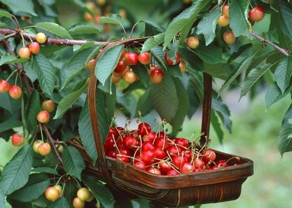 Chúng có trong các loại thực phẩm như quả việt quất, nho, quả anh đào và cà tím. Thường xuyên ăn những loại rau quả này sẽ giúp mặt khỏe mạnh hơn.