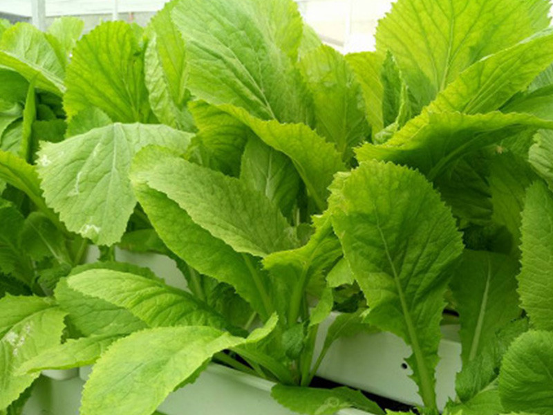 Thực tế, chỉ cần một vài miếng rau bina hoặc rau khoai lang là đủ cung cấp Lutein cho cơ thể con người. Các nghiên cứu đã phát hiện ra rằng bổ sung 6mg Lutein mỗi ngày rất hữu ích trong việc ngăn ngừa thoái hóa điểm vàng. Cùng với ba loại chất dinh dưỡng còn lại, nó có thể bảo vệ đôi mắt của bạn từ trong ra ngoài.