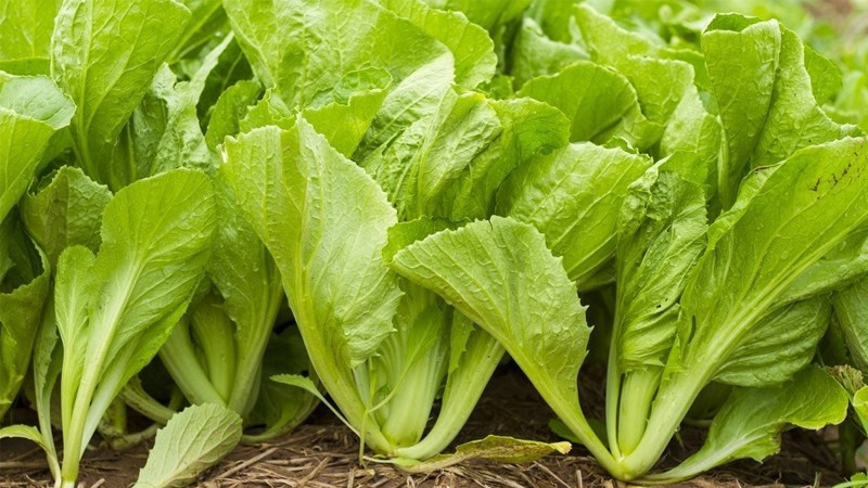 Thứ chín là rau cải bẹ, chứa tới 230 mg canxi chỉ trong khẩu phần nhỏ, rau cải beh thực sự là nguồn cung canxi tuyệt vời.