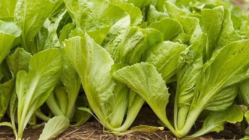 Thứ chín là rau cải bẹ, chứa tới 230 mg canxi chỉ trong khẩu phần nhỏ, rau cải beh thực sự là nguồn cung canxi tuyệt vời.