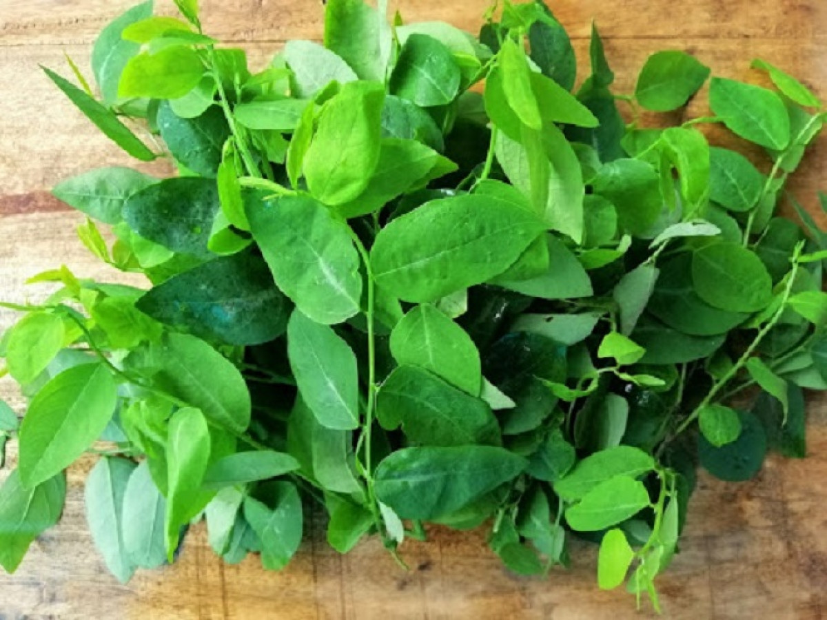 Thứ mười là rau ngót, hàm lượng canxi 294 mg, hơn ba lần so với sữa và hàm lượng chất xơ của nó là siêu cao. Chưa hết, ngoài ưu điểm là giàu canxi, vitamin K có trong rau ngót còn rất tốt cho sức khỏe của xương. Vitamin K cần thiết cho quá trình tổng hợp osteocalcin, sự thiếu hụt osteocalcin sẽ hạn chế sự lắng đọng canxi ở xương. Nếu muốn xương chắc khỏe, hãy thường xuyên ăn rau ngót.