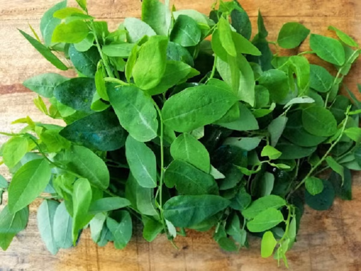 Thứ mười là rau ngót, hàm lượng canxi 294 mg, hơn ba lần so với sữa và hàm lượng chất xơ của nó là siêu cao. Chưa hết, ngoài ưu điểm là giàu canxi, vitamin K có trong rau ngót còn rất tốt cho sức khỏe của xương. Vitamin K cần thiết cho quá trình tổng hợp osteocalcin, sự thiếu hụt osteocalcin sẽ hạn chế sự lắng đọng canxi ở xương. Nếu muốn xương chắc khỏe, hãy thường xuyên ăn rau ngót.