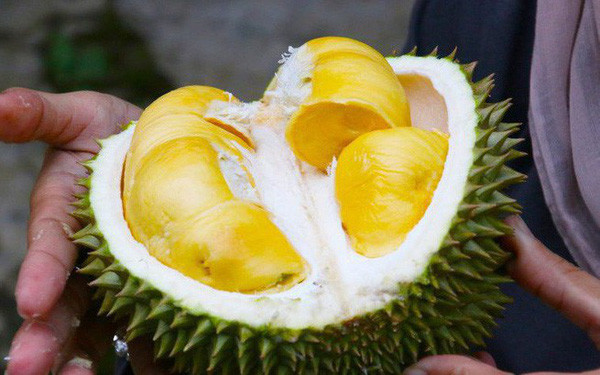 Mẹo cuối cùng là hãy lắc sầu riêng khi mua. Nhấc quả sầu riêng lên, lắc và nghe tiếng va chạm, nếu có tiếng thì yên tâm mua, chứng tỏ sầu riêng có chất lượng cao, thịt chín đều, đó là sầu riêng cái đã chín.