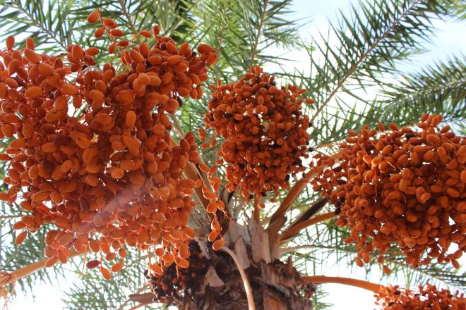 Khi nói về đất nước Dubai, trong ấn tượng của mọi người ai cũng nghĩ rằng người dân Dubai rất giàu và quả thực họ đúng là như vậy. Tại Dubai không thiếu triệu phú, tỷ phú tiêu tiền như nước.