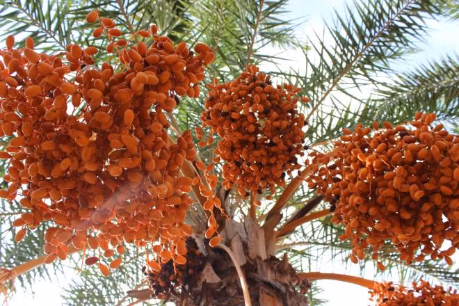 Khi nói về đất nước Dubai, trong ấn tượng của mọi người ai cũng nghĩ rằng người dân Dubai rất giàu và quả thực họ đúng là như vậy. Tại Dubai không thiếu triệu phú, tỷ phú tiêu tiền như nước.