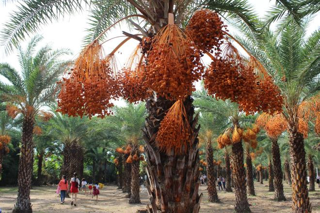 Hành động này là để chuẩn bị cho những trường hợp khẩn cấp, họ có thể bổ sung chất dinh dưỡng cho cơ thể.