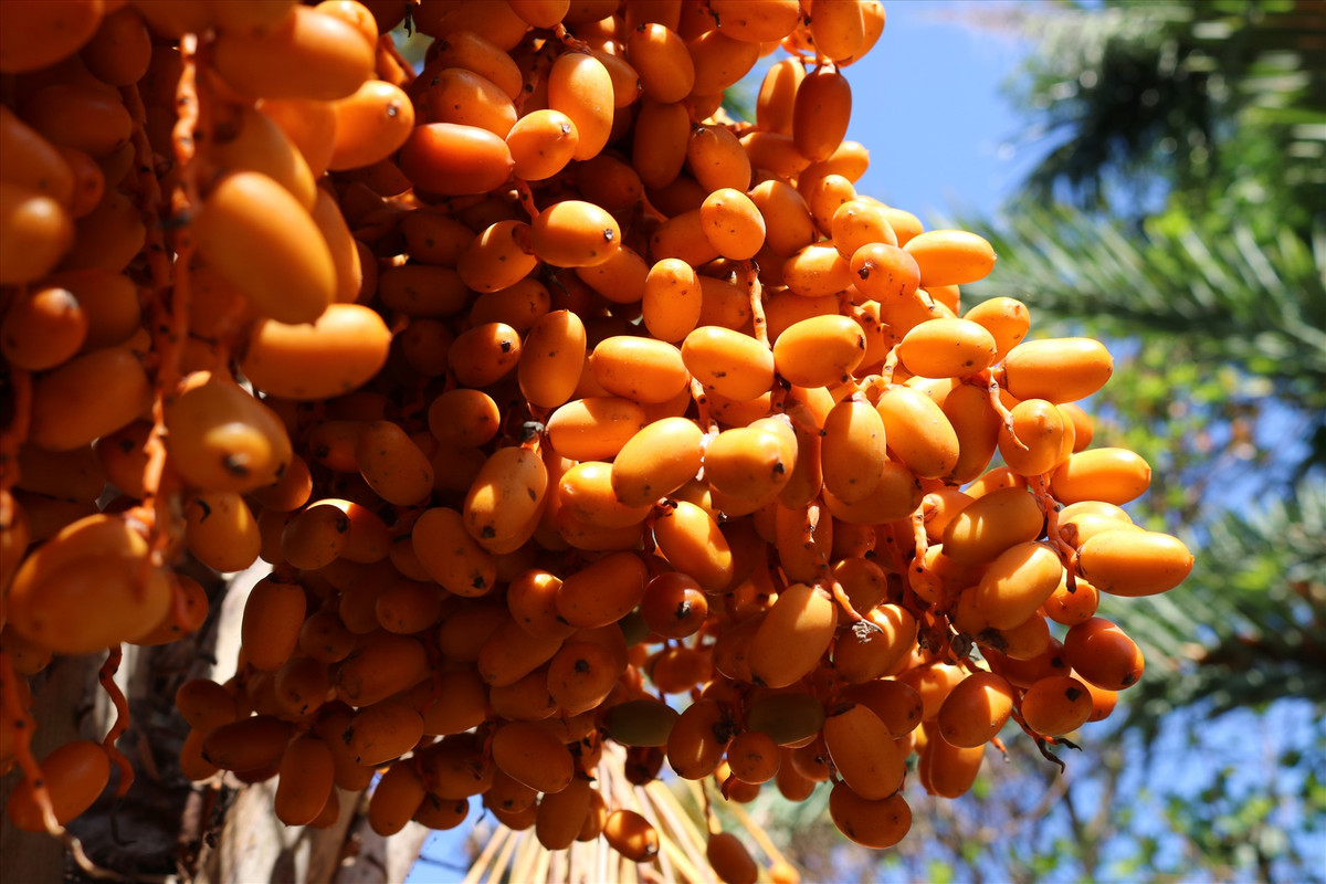 Loại quả này ở Dubai tượng trưng cho sự sang quý, những người giàu thường hay ăn. Đó là quả chà là.