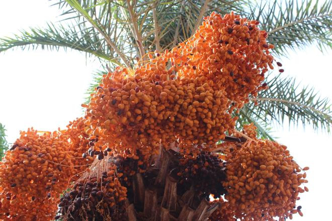 Quả cây chà là khi chín sẽ chuyển sang màu vàng rực, hái xuống có thể ăn được ngay nhưng phơi khô sẽ ngon hơn, ngọt hơn. Cũng như nho khô, phơi nắng và sấy có thể bảo quản được lâu.