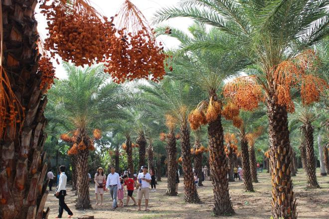 Ở Việt Nam, người dân miền Tây cũng rất ưa chuộng quả chà là, coi đó là một món ăn vặt giàu dinh dưỡng.