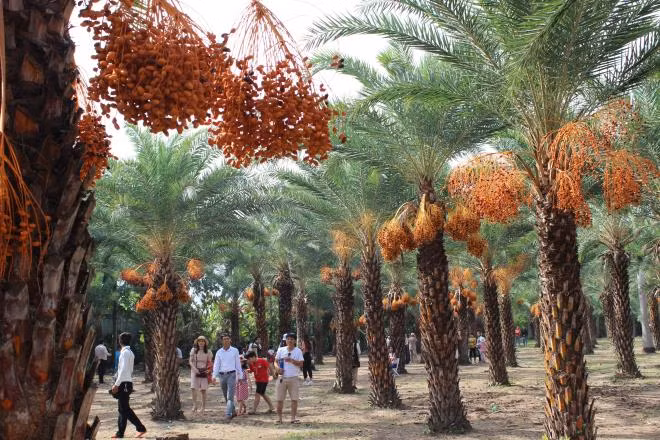 Ở Việt Nam, người dân miền Tây cũng rất ưa chuộng quả chà là, coi đó là một món ăn vặt giàu dinh dưỡng.