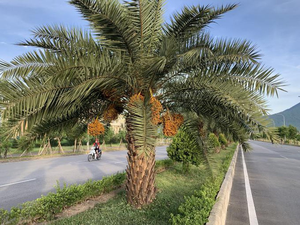 Thực tế, cây chà là được trồng nhiều ở các nước châu Á nhưng quả chà là lại không có mấy người thích ăn. Cây chà là có lúc mọc hoang, thậm chí còn được người Trung Quốc trồng để phủ xanh đất trống, trồng hai bên đường.