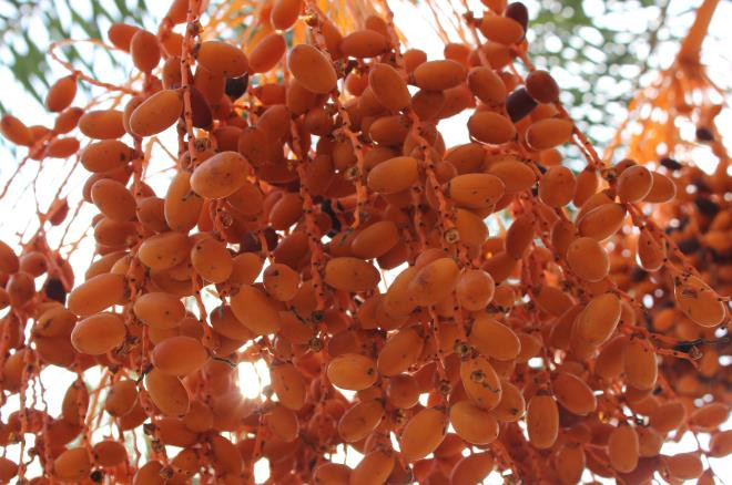 Người dân Dubai không chỉ ăn chà là như trái cây mà còn dùng chà là để làm đồ ngọt, rượu.