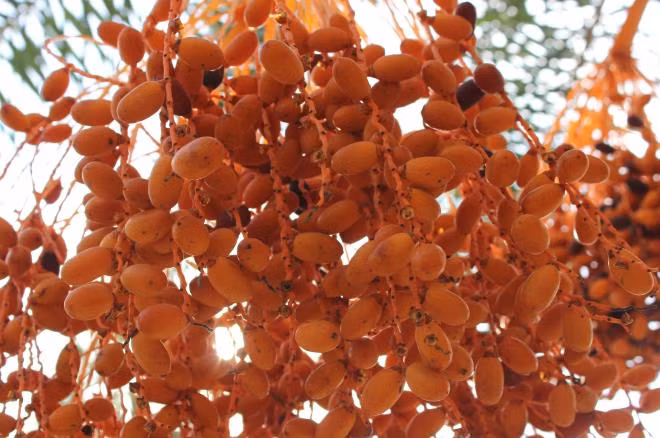 Người dân Dubai không chỉ ăn chà là như trái cây mà còn dùng chà là để làm đồ ngọt, rượu.