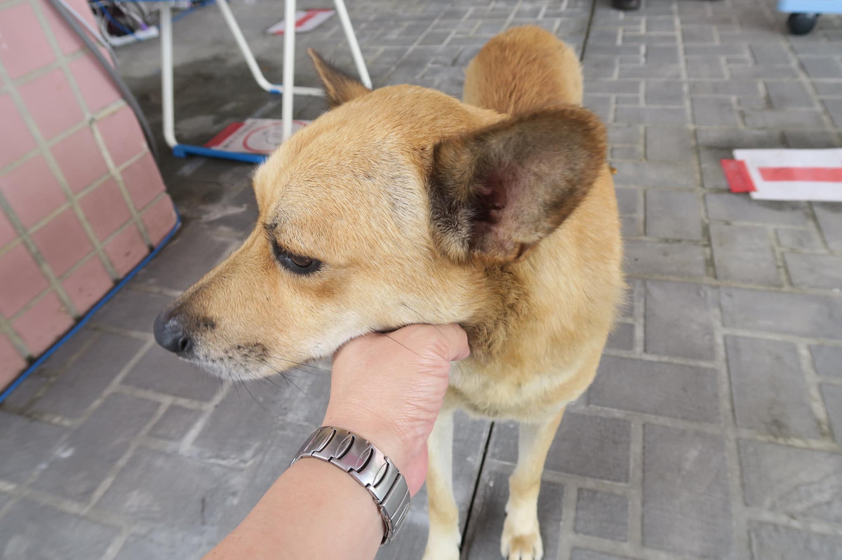 Nhiều người nói rằng họ cảm thấy được "chữa lành" khi tiếp xúc với chú chó thân thiện Tiểu Hoàng. Có người còn gọi Tiểu Hoàng là "Thần khuyển" vì sự xuất hiện của chú chó thực sự giúp mọi người thư giãn hơn.