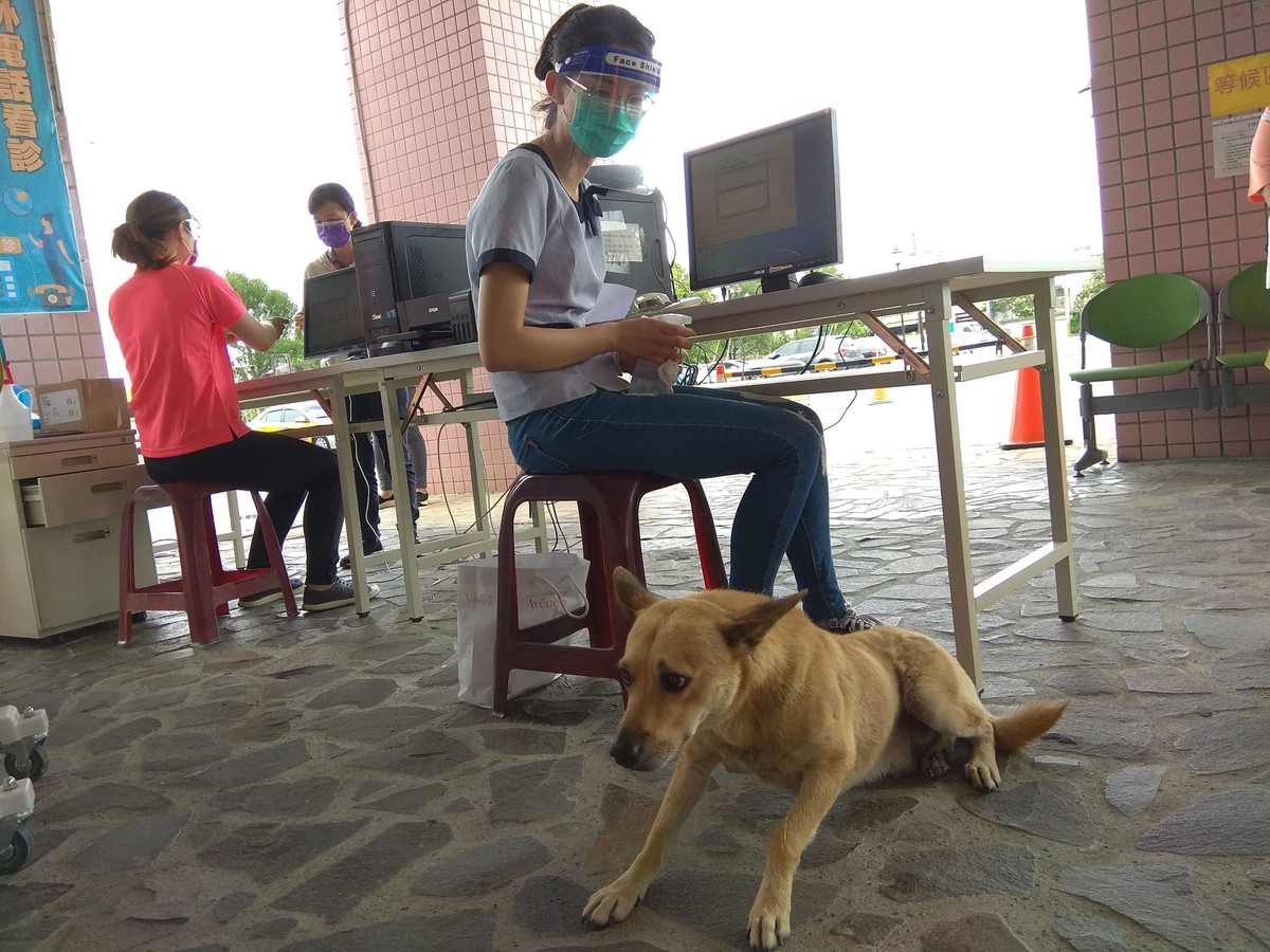 Với tính cách hiền lành, thân thiện, chú chó màu vàng được các nhân viên y tế gọi âu yếm bằng cái tên Tiểu Hoàng.