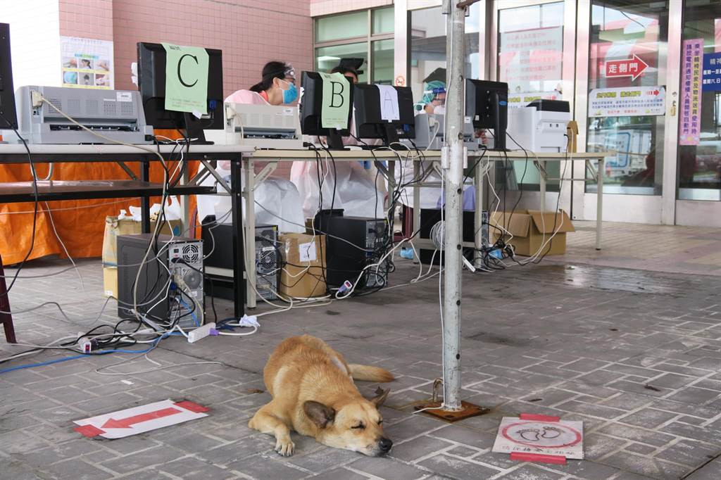 Các nhân viên y tế làm việc chăm chỉ để phòng chống lây lan dịch Covid-19, đôi khi đồng hành với họ là người bạn động vật có thể xoa dịu tinh thần. Mới đây, một chú chó tên Tiểu Hoàng ở Đài Loan đã trở nên nổi tiếng với khả năng "chữa bệnh" của mình.