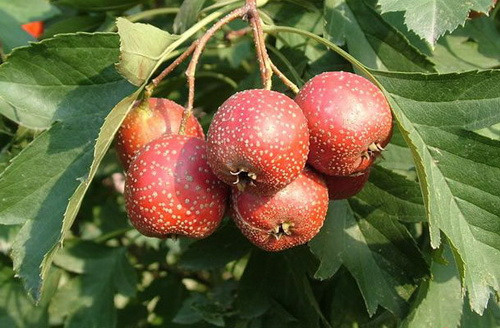 Theo các chuyên gia y học cổ truyền Trung Quốc, toàn thân cây sơn trà đều là báu vật, cành và lá cây cây sơn trà có thể dùng làm thuốc mát máu tiêu ứ, thanh nhiệt, giải độc và rất nhiều công dụng khác.