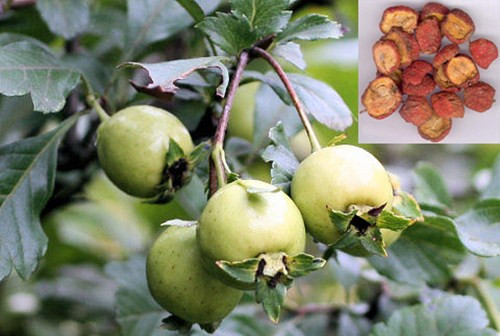 Quả sơn trà thậm chí có thể ngăn ngừa hiệu quả tình trạng rụng tóc và hứa hẹn sẽ là một trong những nguyên liệu làm đẹp tương lai gần.