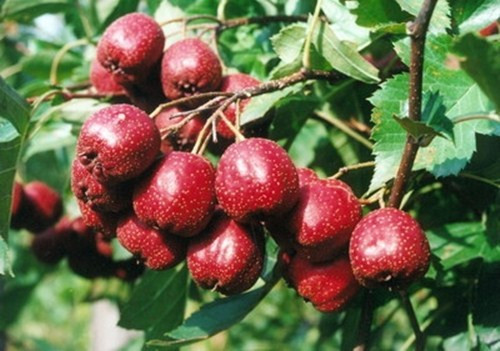 Dầu quả sơn trà chiết xuất rất tinh khiết, êm dịu, là một trong những loại dầu thực vật thượng hạng nhất.