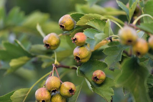 Quả sơn trà lại là thứ quý nhất của cây, sau khi chế biến có thể ép lấy dầu, đây là loại dầu sơn trà rất tự nhiên, có thể dùng để nấu các món ăn, dù màu sắc hay mùi vị của các món ăn đều ngon hơn dầu ăn thông thường.