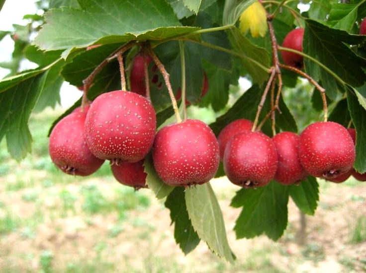 Ở nông thôn có một loại quả mọc hoang, bình thường hay bị mọi người bỏ qua, rơi đầy đất cũng không có người nhặt thế nhưng thực tế, loại quả này rất trân quý, là một vị thuốc trong đông y.