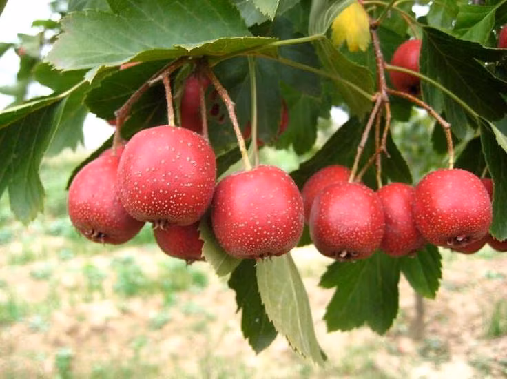 Ở nông thôn có một loại quả mọc hoang, bình thường hay bị mọi người bỏ qua, rơi đầy đất cũng không có người nhặt thế nhưng thực tế, loại quả này rất trân quý, là một vị thuốc trong đông y.