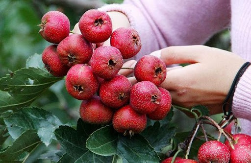 Chưa hết, quả sơn trà còn chứa nhiều chất xơ, có tác dụng hỗ trợ hệ tiêu hoá bằng cách giảm tình trạng táo bón và kích thích sự phát triển của các lợi khuẩn đường ruột.