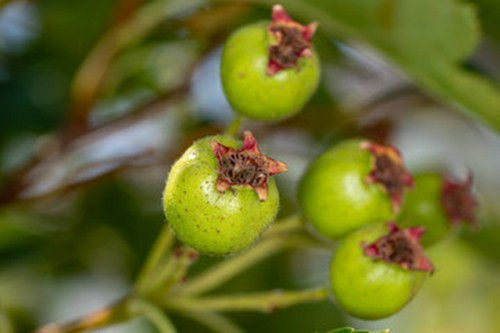 Thế nhưng quả sơn trà thực chất giá trị không nằm ở chỗ có thể ăn mà "kho báu" của loại quả này nằm ở dầu của nó.