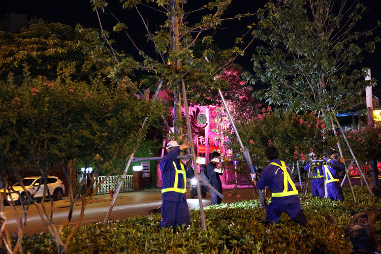 Tuy nhiên, do cây chưa thích nghi với điều kiện khí hậu của Hà Nội. nên 45 cây đã chết, 217 cây sống, nhưng phát triển kém.