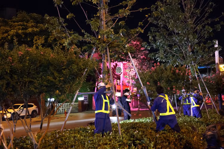 Tuy nhiên, do cây chưa thích nghi với điều kiện khí hậu của Hà Nội. nên 45 cây đã chết, 217 cây sống, nhưng phát triển kém.