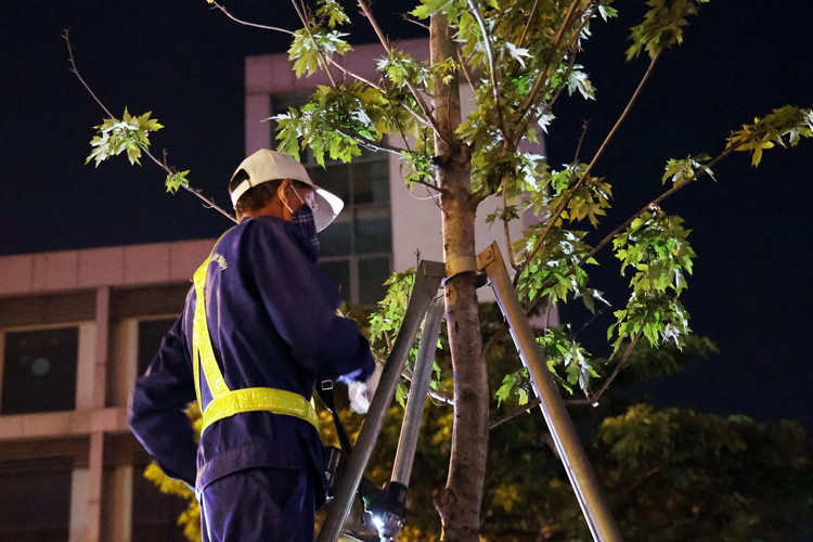 Hàng chục công nhân tiến hành tháo những thanh sắt chống ở thân cây phong lá đỏ.
