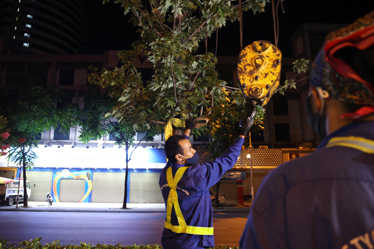Công nhân dùng dây buộc vào thân cây phong lá đỏ để cẩu đưa lên thùng xe.