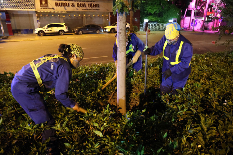 Các công nhân đào xung quanh gốc cây để bứng đi trong đêm.
